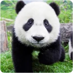 panda hd wallpapers android application logo